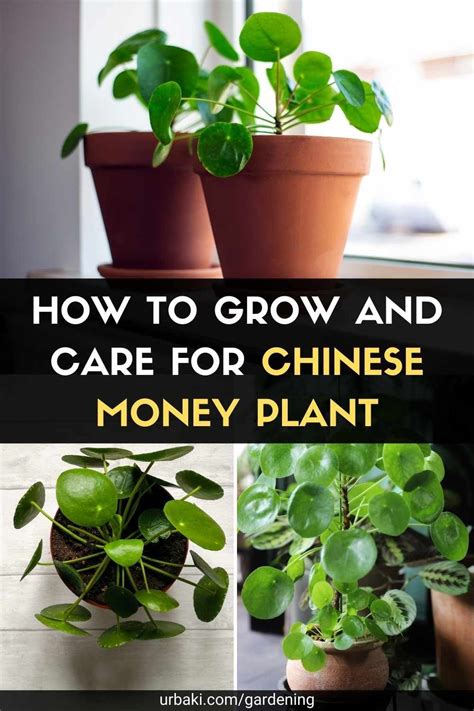 Money Plant: How to Grow, and Care for Chinese Money Plant .